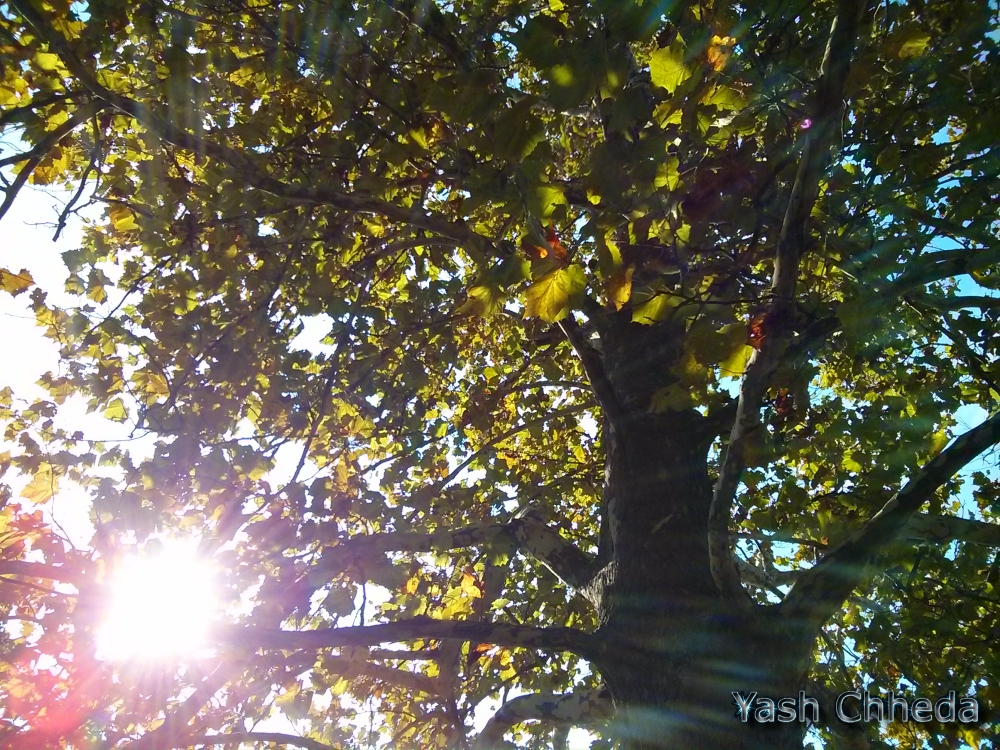 Sunlight Filtering Through Foliage
